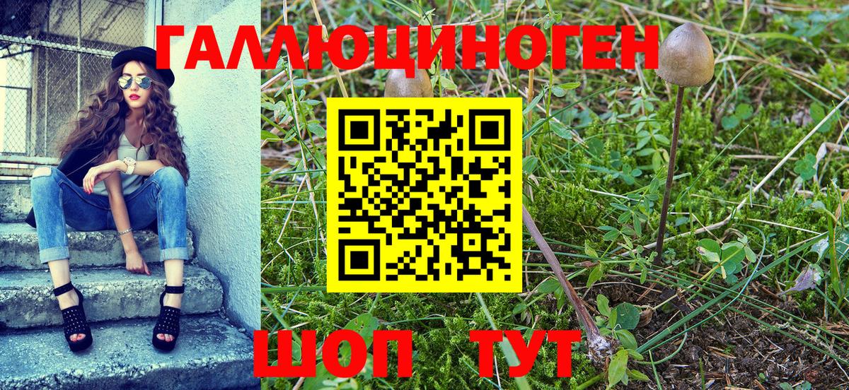 Псилоцибиновые грибы мицелий Апшеронск